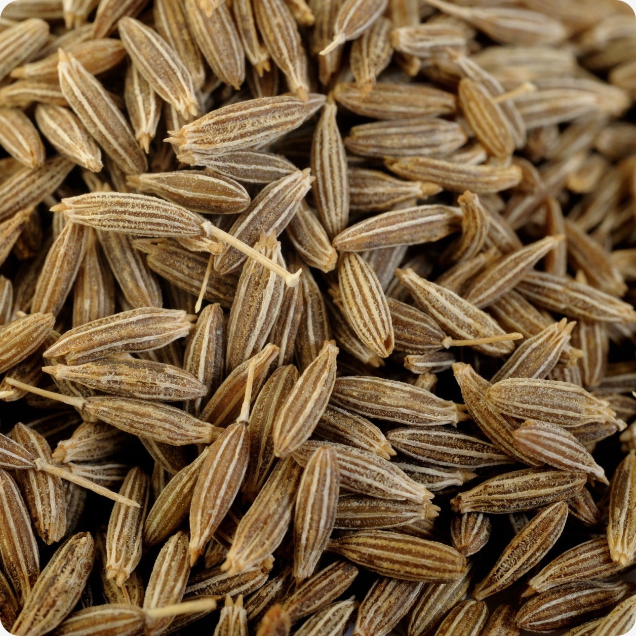 Cumin Seed